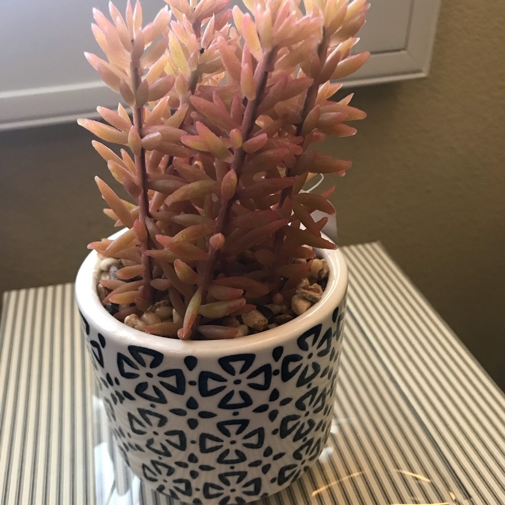 PM06006 Artificial Succulent in Ceramic Pot